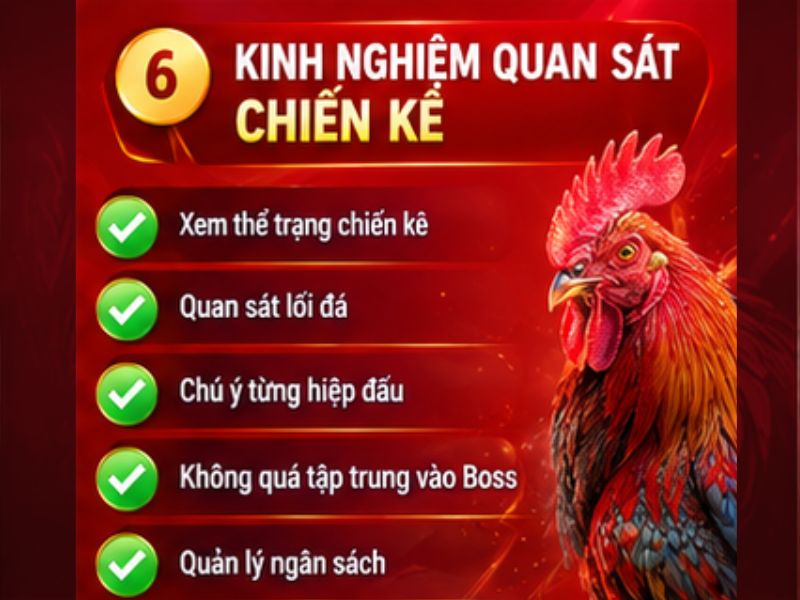 Kinh Nghiệm Quan Sát Chiến Kê Khi Theo Dõi Thomo