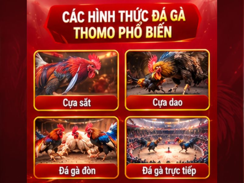 Những Hình Thức Đá Gà Thomo Được Quan Tâm Tại 33WIN