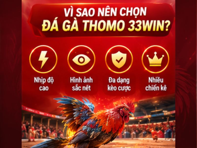 Vì Sao Đá Gà Thomo 33WIN Thu Hút Người Chơi