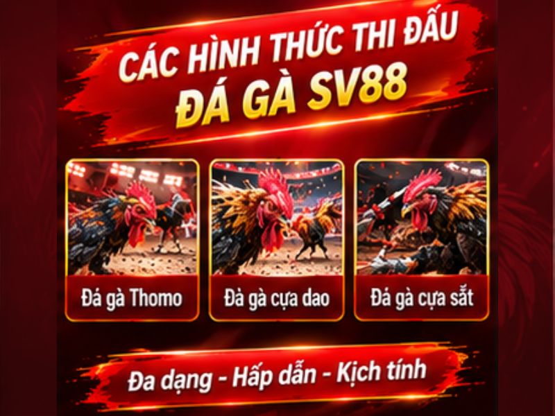 Các Hình Thức Đá Gà SV88 Được Quan Tâm