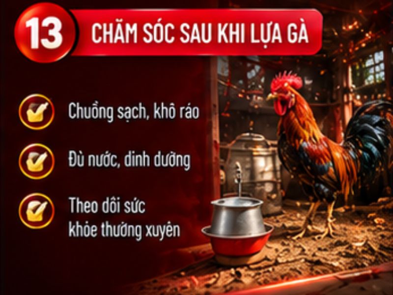 Cách chăm sóc sau khi lựa gà