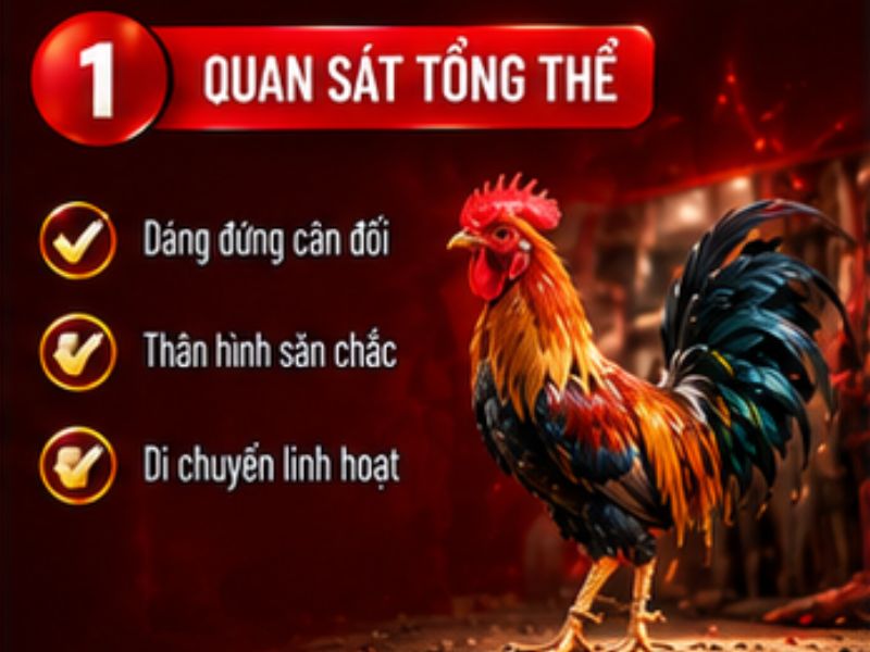 Cách lựa gà đá 33WIN cần quan sát những gì