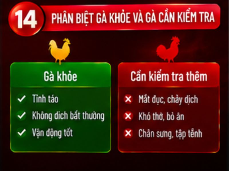 Cách phân biệt gà khỏe và gà cần kiểm tra thêm