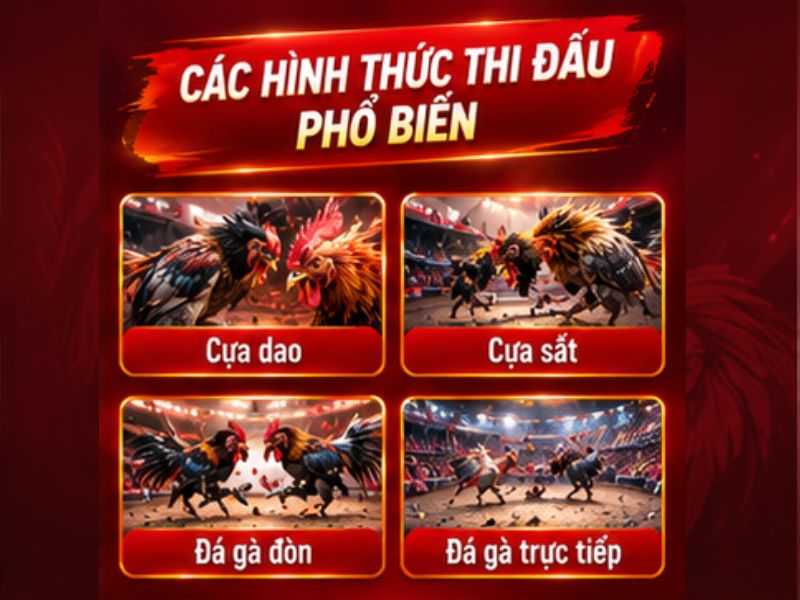 Đá Gà Cựa Dao Khác Gì Cựa Sắt