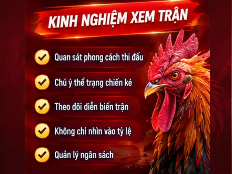 Kinh Nghiệm Theo Dõi Đá Gà Cựa Dao 33WIN
